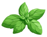 Basil