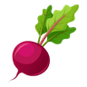 Beetroot