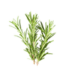 Rosemary