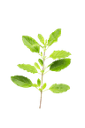 Tulsi